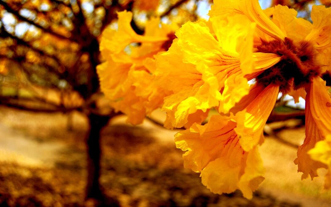 Día Nacional del Árbol y Día del Árbol Nacional Araguaney