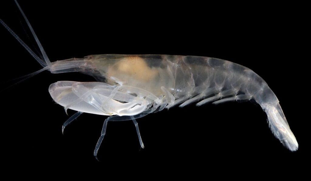 Entrevista al Biólogo Marino Jonathan Vera Caripe