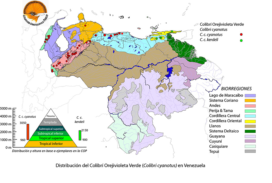 Colibrí cyanotus - mapa Venezuela