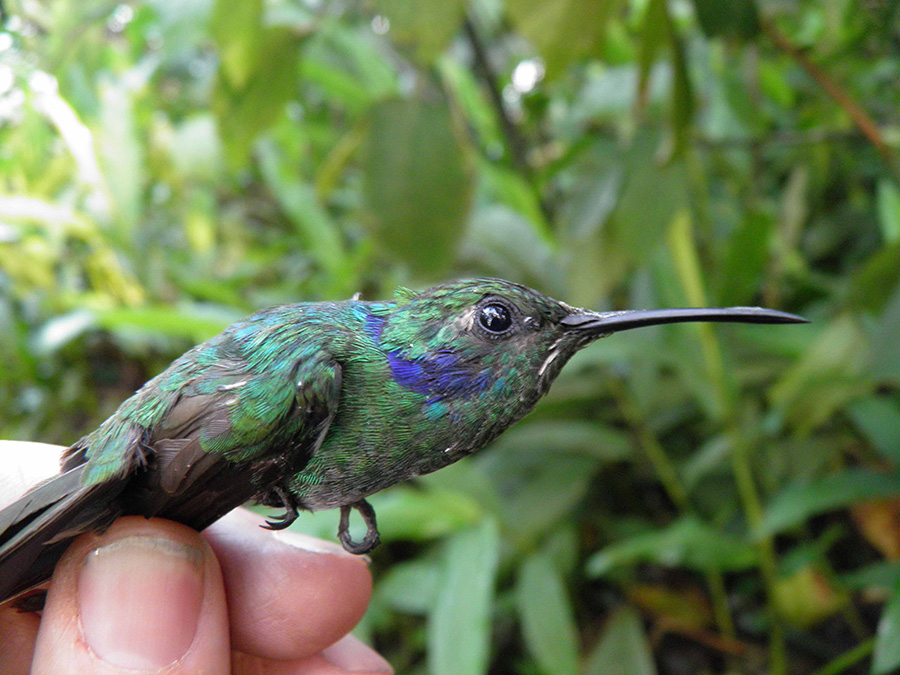 colibri cyanotus portachuelo - venezuela