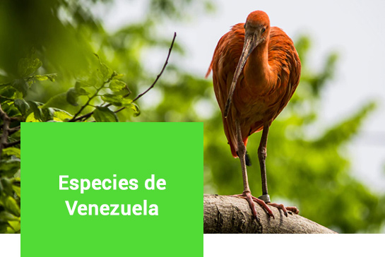 Especies de Aves Venezuela